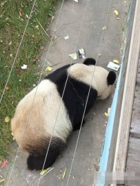 它可能是世界上最惨的熊猫！
