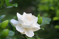 怎样防治栀子花缺铁黄化病