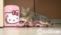 真的好胖：美国最胖猫咪体重超30斤