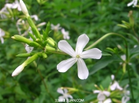 肥皂草的功效与作用