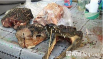 看到这些东西，你还有食欲吗！！