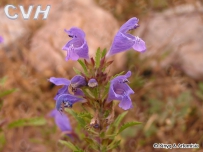 中草药大全―香青兰