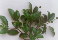中草药大全―风箱树