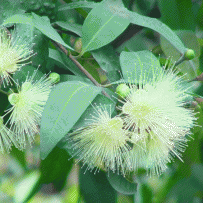中草药大全―蒲桃