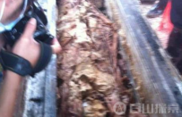 1995年成都出现僵尸事件,揭开那些鲜为人知的隐秘