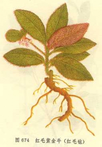 中草药大全―红毛毡