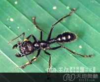 盘点地球上最毒的15种动物（图）