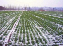 小雪农事大全