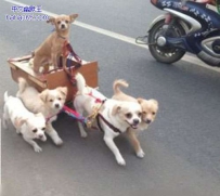 狗王出巡