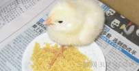 小鸡怎么养