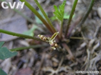 中草药大全―裂叶堇菜
