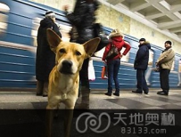 莫斯科流浪狗学会搭地铁（图）