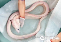 惊奇：墨西哥出现罕见活体白龙王