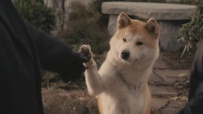 和人类共存3万年的家犬 用面部表情回应你的注视？