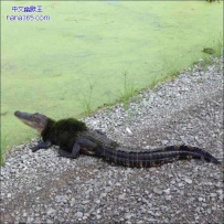别以为你穿了一件绿衣服，我就认不出你来了？