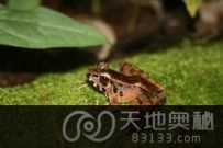 凹耳胡蛙：通过超声波交流的奇特青蛙（图）