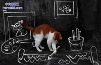 猫咪涂鸦狂想曲（13张）