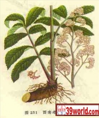 中草药大全―岩陀