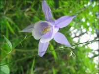 中草药大全―秦岭耧斗菜