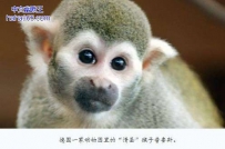 德国动物园为防近亲交配送走“情圣”公猴
