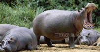 河马吃什么