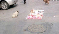 路边经常看到这条狗狗在摆摊
