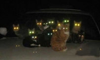 晚上取暖的猫咪吓死人