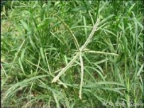 中草药大全―牛筋草