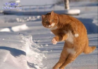 猫和雪（12张）