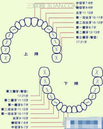 牙齿名称示意图_各个牙齿的名称