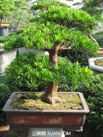 罗汉松如何种植