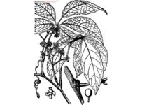 中草药大全―扁担藤