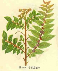 中草药大全―毛果算盘子
