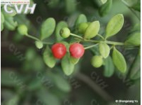 中草药大全―干檀香