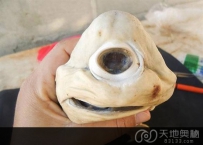 盘点10种最诡异的幽灵物种