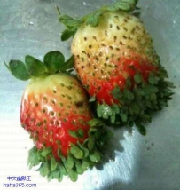 这草莓体毛太重了吧…