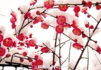 大寒节气农事指南