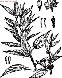 中草药大全―黄麻