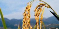 谷子怎么种植？谷子种植时间