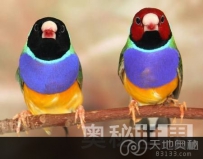 研究发现彩虹鸟能自由选择后代性别（图）