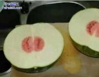 西瓜和冬瓜的后代