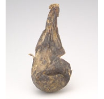中草药大全―熊胆