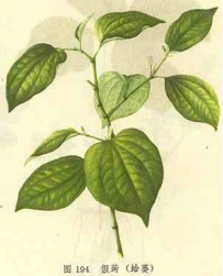 中草药大全―蛤蒌