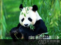 基因组图谱显示大熊猫原是肉食性动物（图）