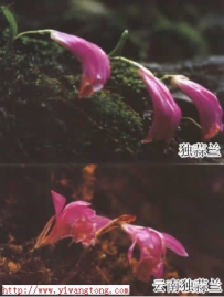 中草药大全―山慈菇