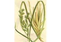 中草药大全―香茅