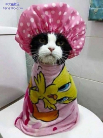 一只忧郁的猫少妇
