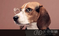 科学家研究称狗眼中人动作均为慢动作