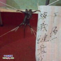 被处于极刑的老鼠