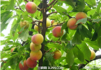 李子树如何避免冻害